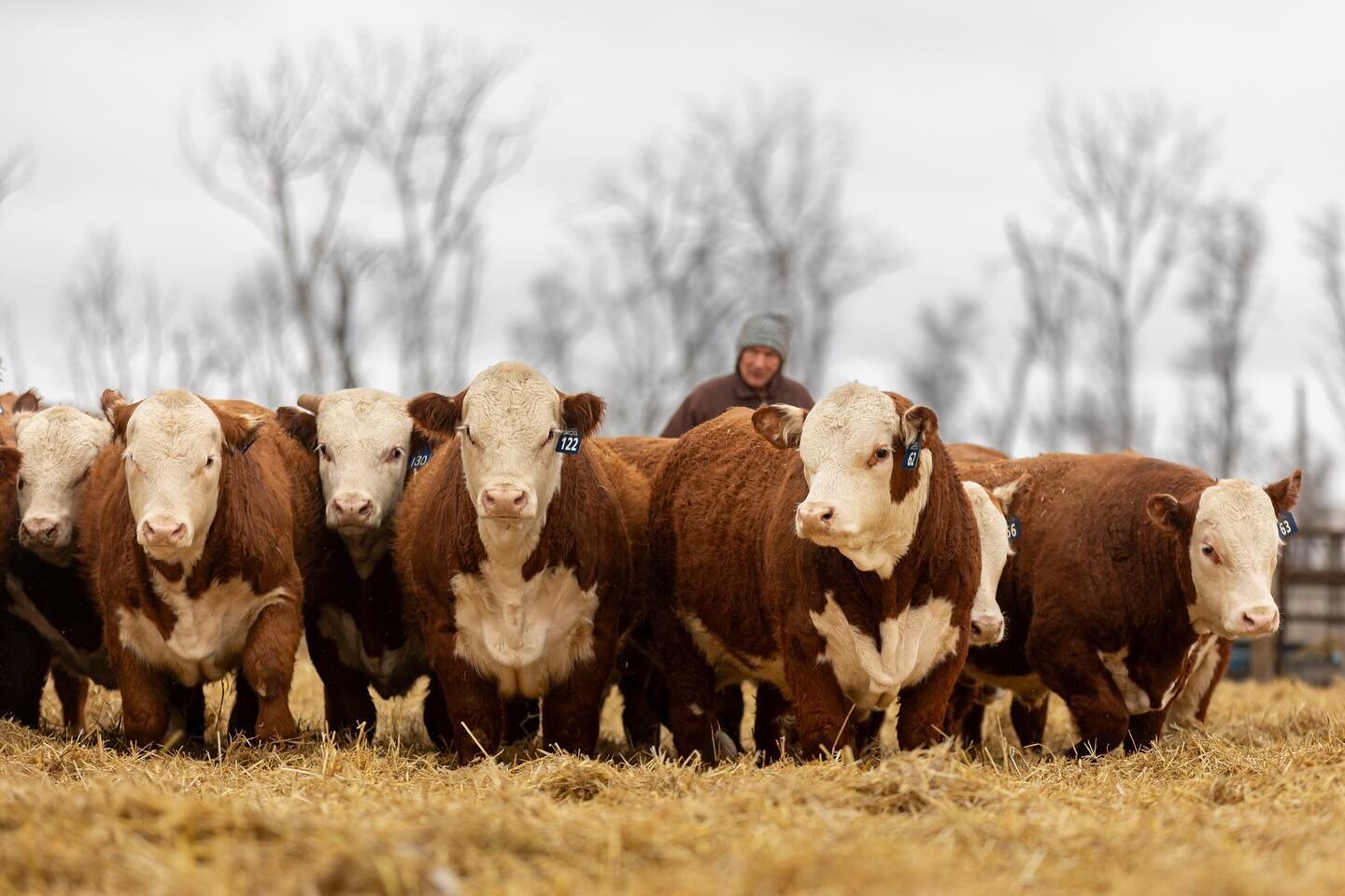 Thank you to @ekdesignsllc for taking these great photos for us at the 2024 Topp Herefords Vol XXIV Bull Sale!
