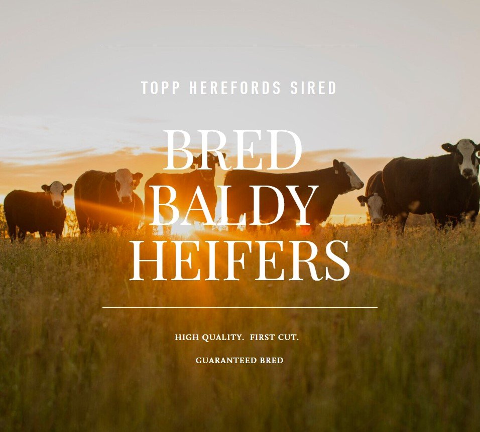 FIRST CUT REPLACEMENT F1 BRED HEIFERS - 
Approximately 1850 F1 Bred Heifers to pick from, sired by Topp Herefords bulls. 

Early contract options for 2025-CALVING F1 Bred Heifers: 
* Option 1-From AI Chute (May 5, 19, 25th and June 3rd) 
* Option 2-F