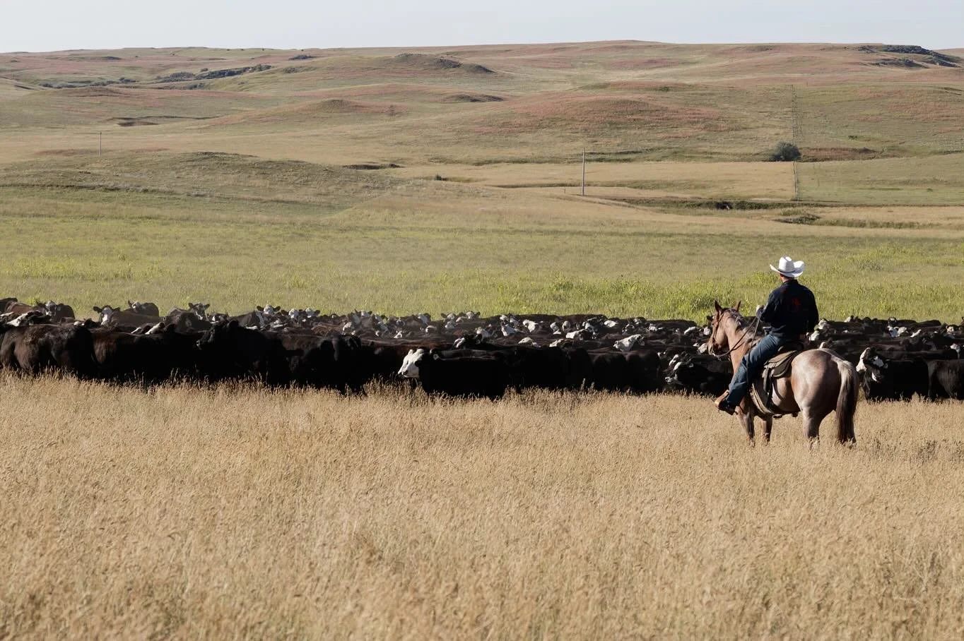 .Another year of the TH Pitz Heifer Development program complete!

Hats off to Jordan Staton for his excellent management of the program, and to our Topp Herefords bull customers for the performance of their genetics, both in quality and conception. 