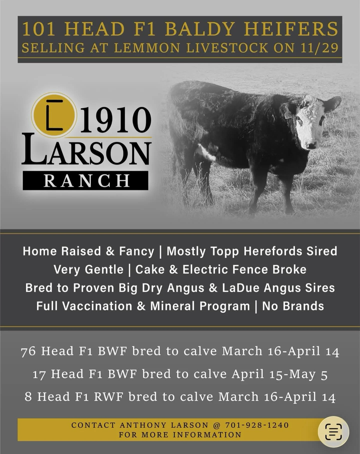 A fancy set of home raised heifers with excellent disposition. The Larson Ranch has always maintained a very disciplined focus on their herd bull selection maintaining maternal strength while infusing performance. Certainly a set worth consideration.