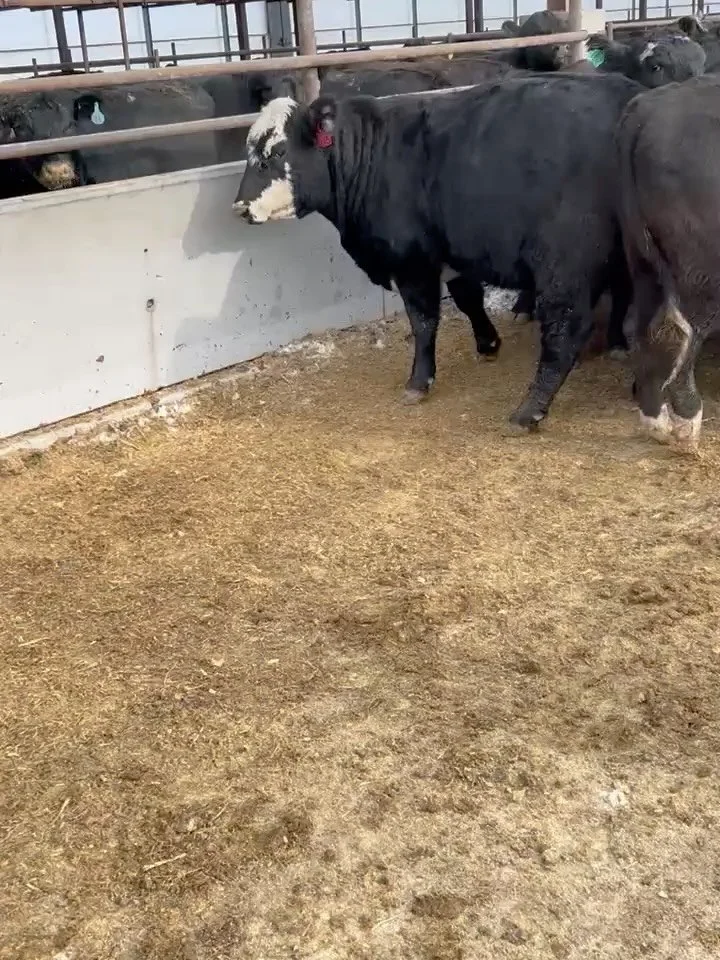Fancy set of Topp Herefords-sired, AI-bred black baldies. Selling tomorrow by TH bull customer Tony Schwarck in Decorah, Iowa and weighing approx. 1,200 lb. Super gentle and the kind you want to be around. For more information, call the office at 701