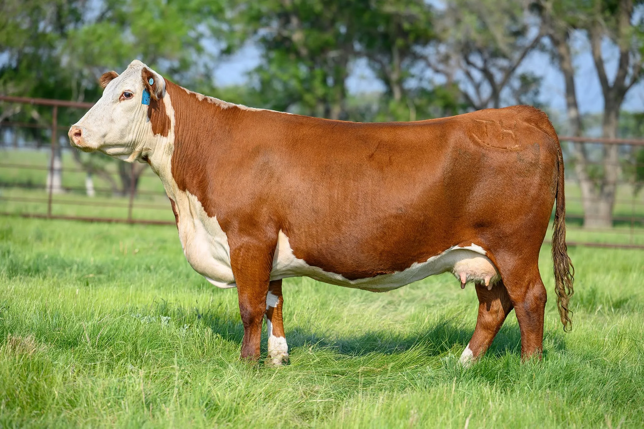 Selling Friday at the National Western Hereford Sale - your choice of the Topp Herefords cowherd! 

These photos were all taken this summer and are examples of the females you can choose from. 

For more information, contact the Topp Herefords office
