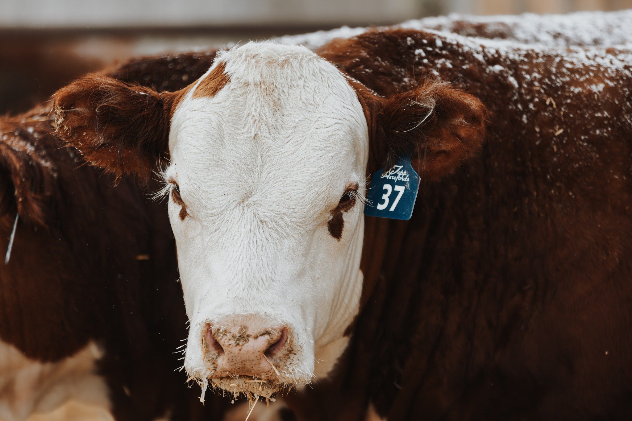 The 2026 Topp Herefords Bull Sale videos are now live on Northern Livestock Video and LiveAg! 

Visit our website for links to both video platforms, as well as complete performance data sheets. (link in bio)
