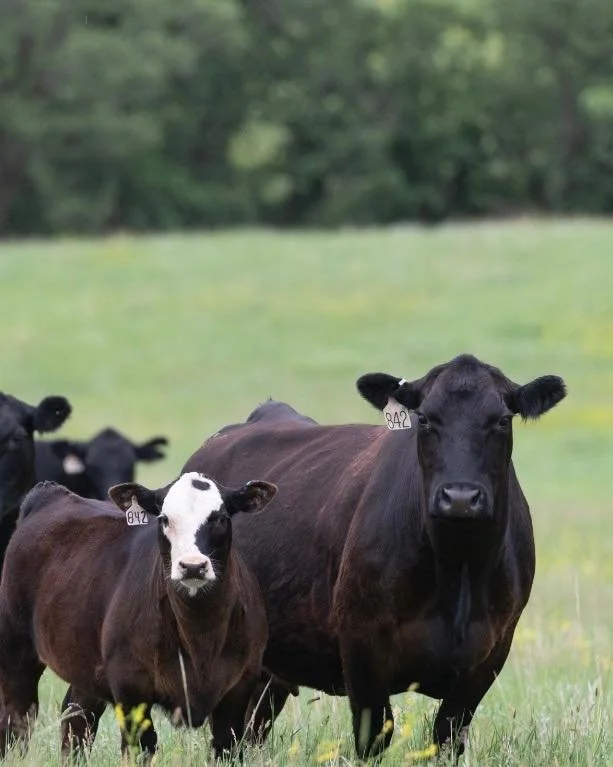 What does 25 added pounds with no additional cost make you in today&rsquo;s market? 

Can you afford not to crossbreed?

Photo: @americanherf