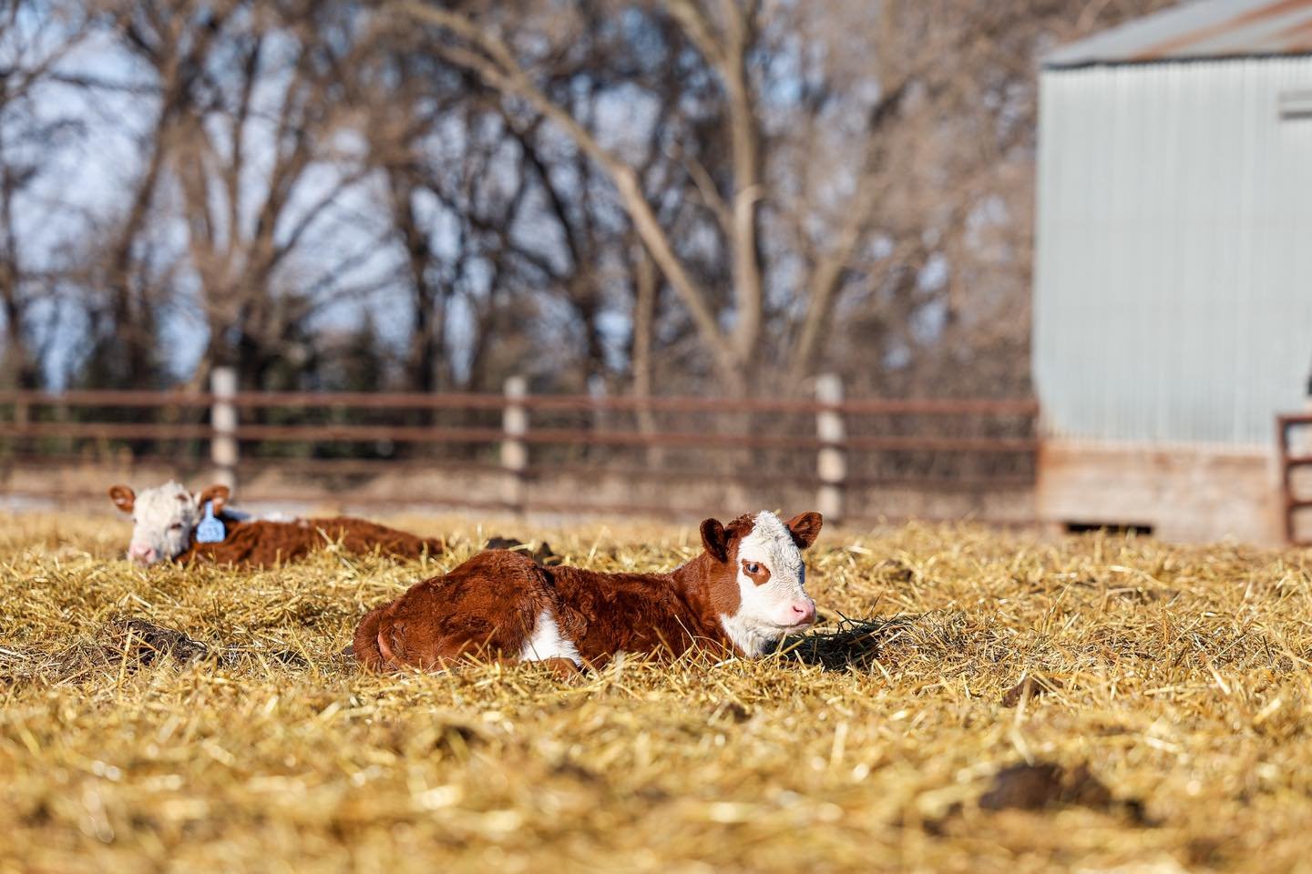 A successful January calving season is complete - On to the bull sale!

📸 : @ella.marie.media