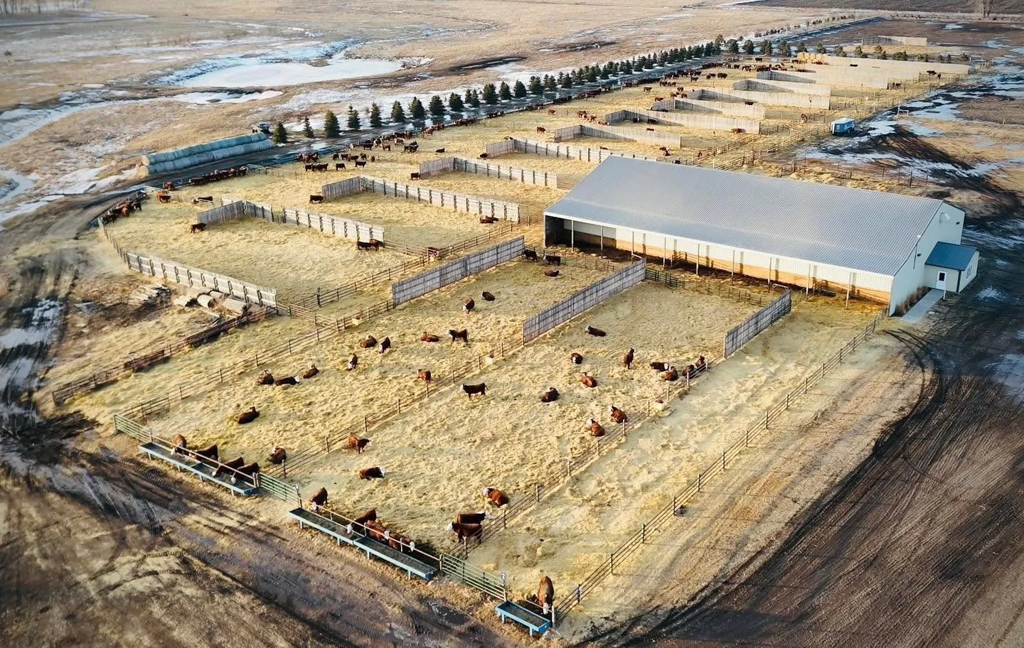 Bulls are ready for viewing . Enjoy a warm day looking at bulls and sale day tomorrow looks even better !!

280+ powerful Hereford bulls sell February 13th! Updated sale order, performance data, all sale videos and links to bid are on our website (li