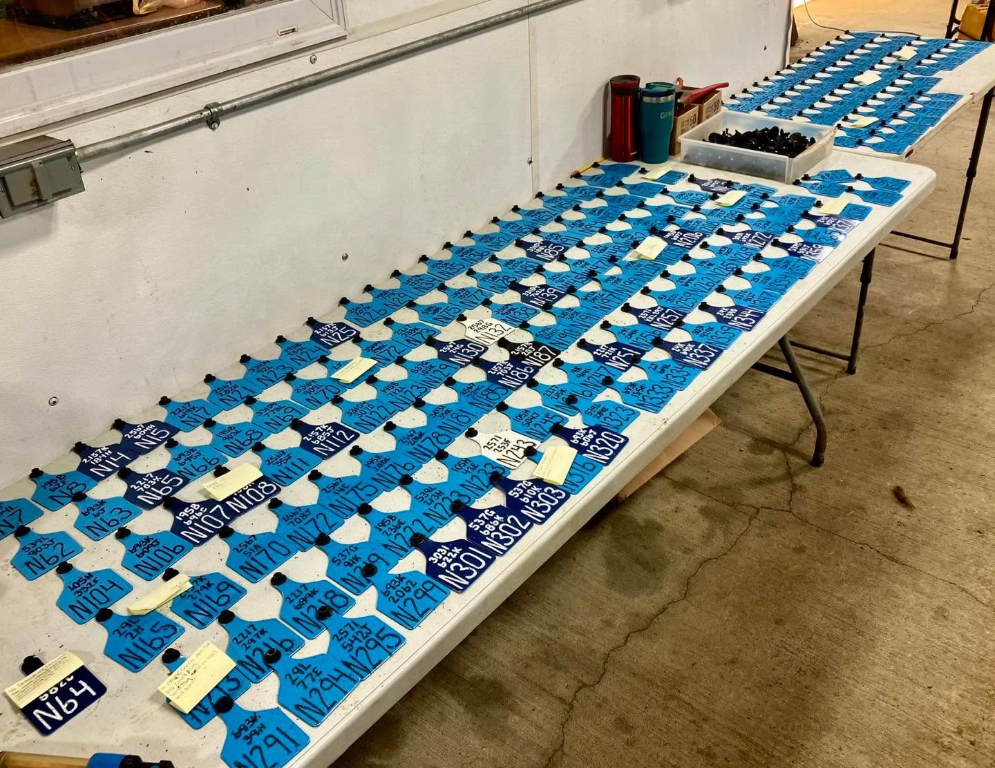 Tagging day for part of next year&rsquo;s sale bulls.