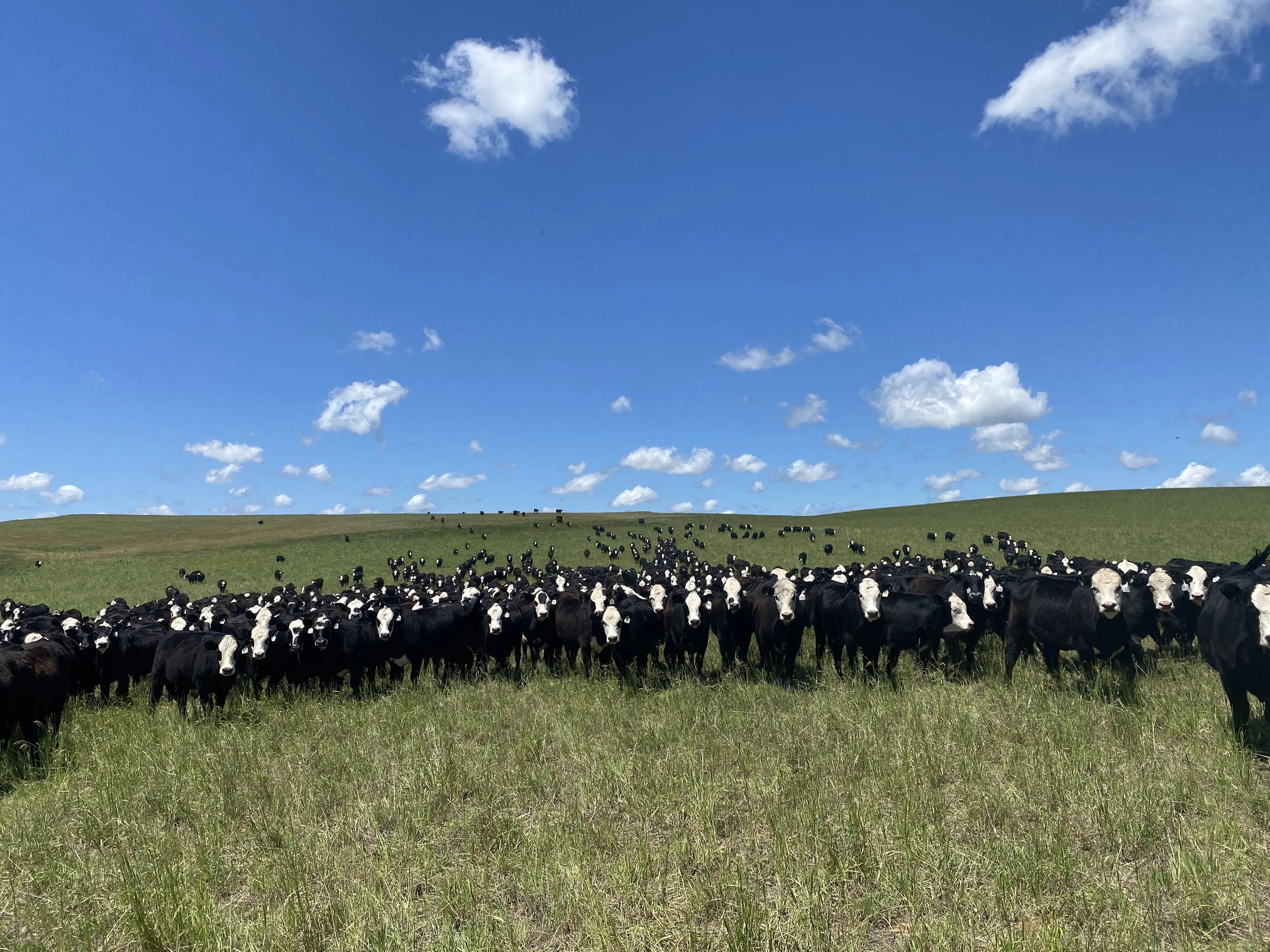 2024 6.22 TH Pitz Black F1 Bred Heifers.jpeg.jpeg