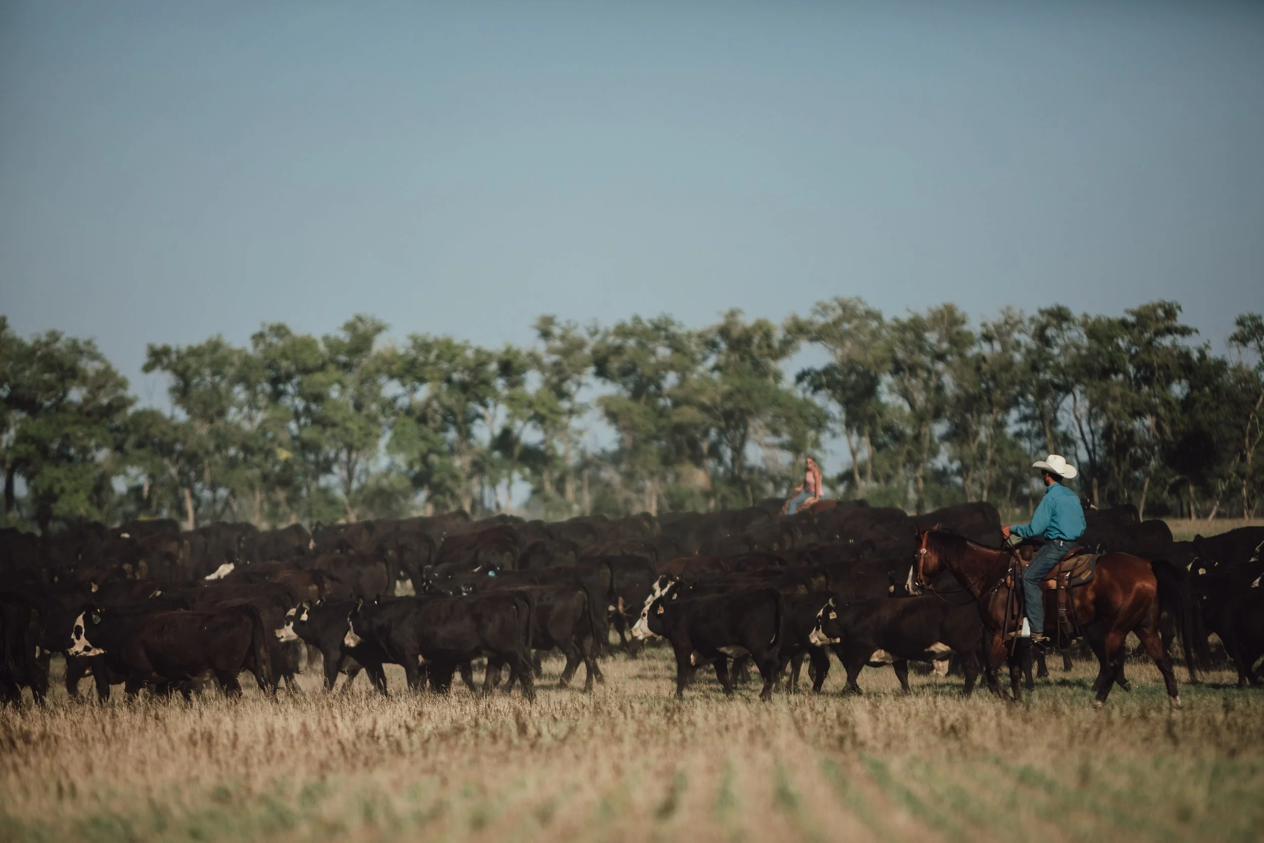 Moving BWF in pasture.jpg
