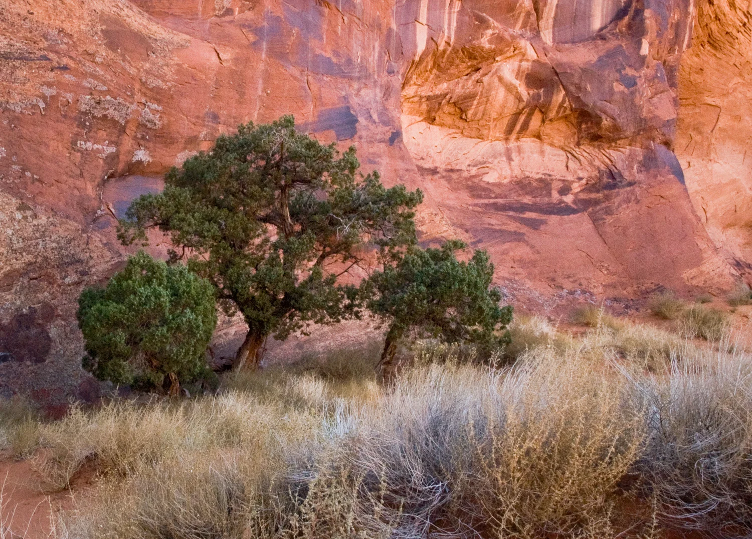 Tree and Cliff Canyon de Chelly, AZ