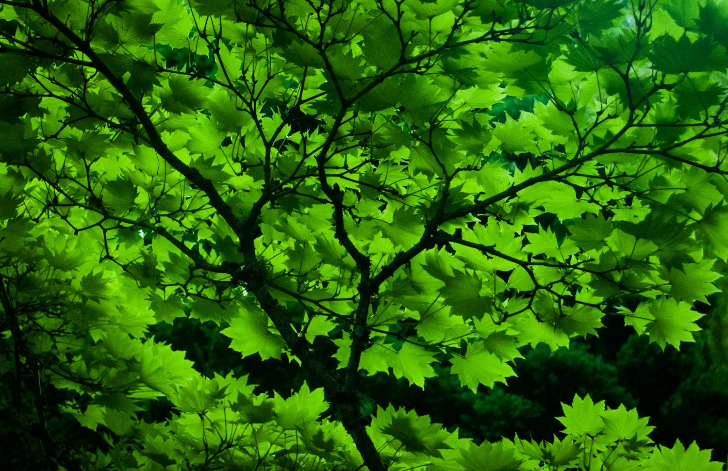 Japanese Garden Butchart Garden, Victoria, BC