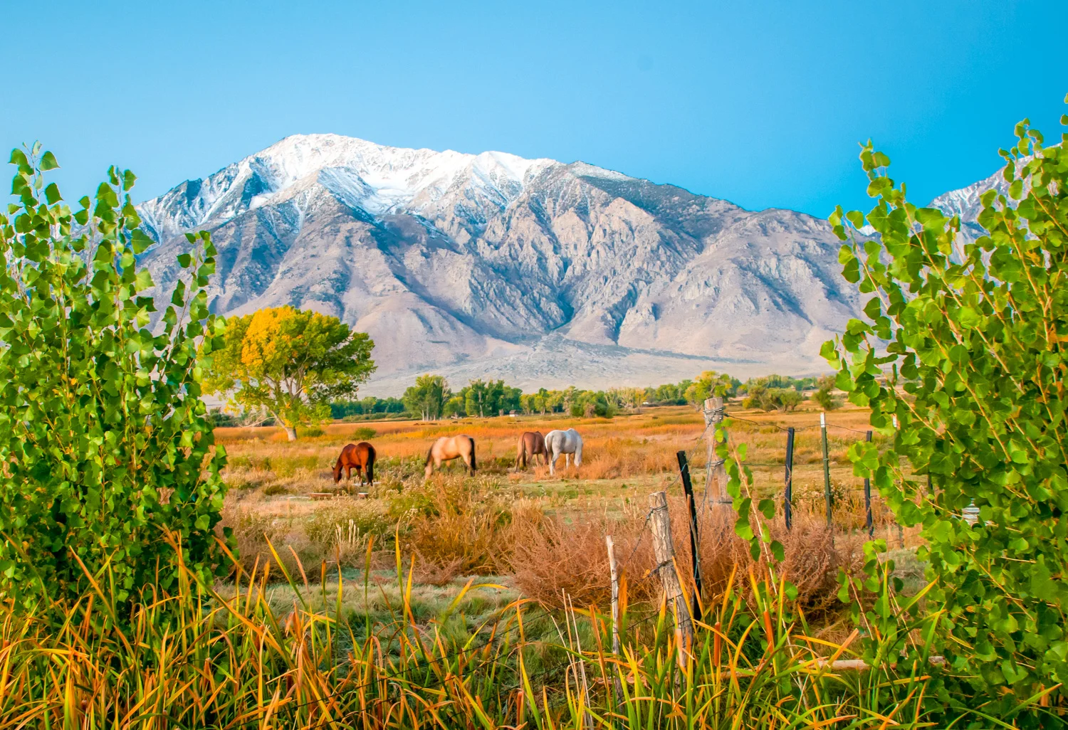 Morning Graze Rock Creek, CA