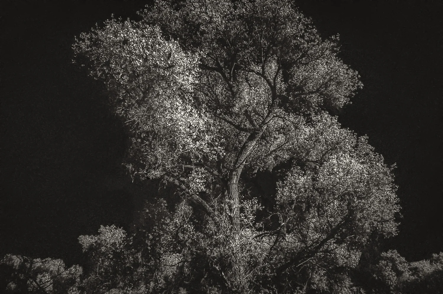 Tree Light Hassayampa River Preserve, AZ