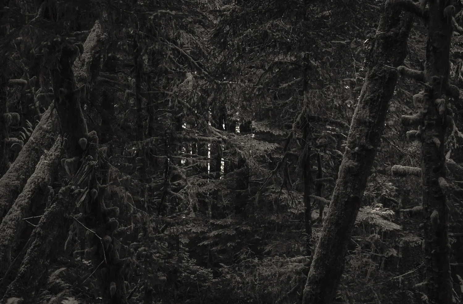 Forest Density Cannon Beach, OR