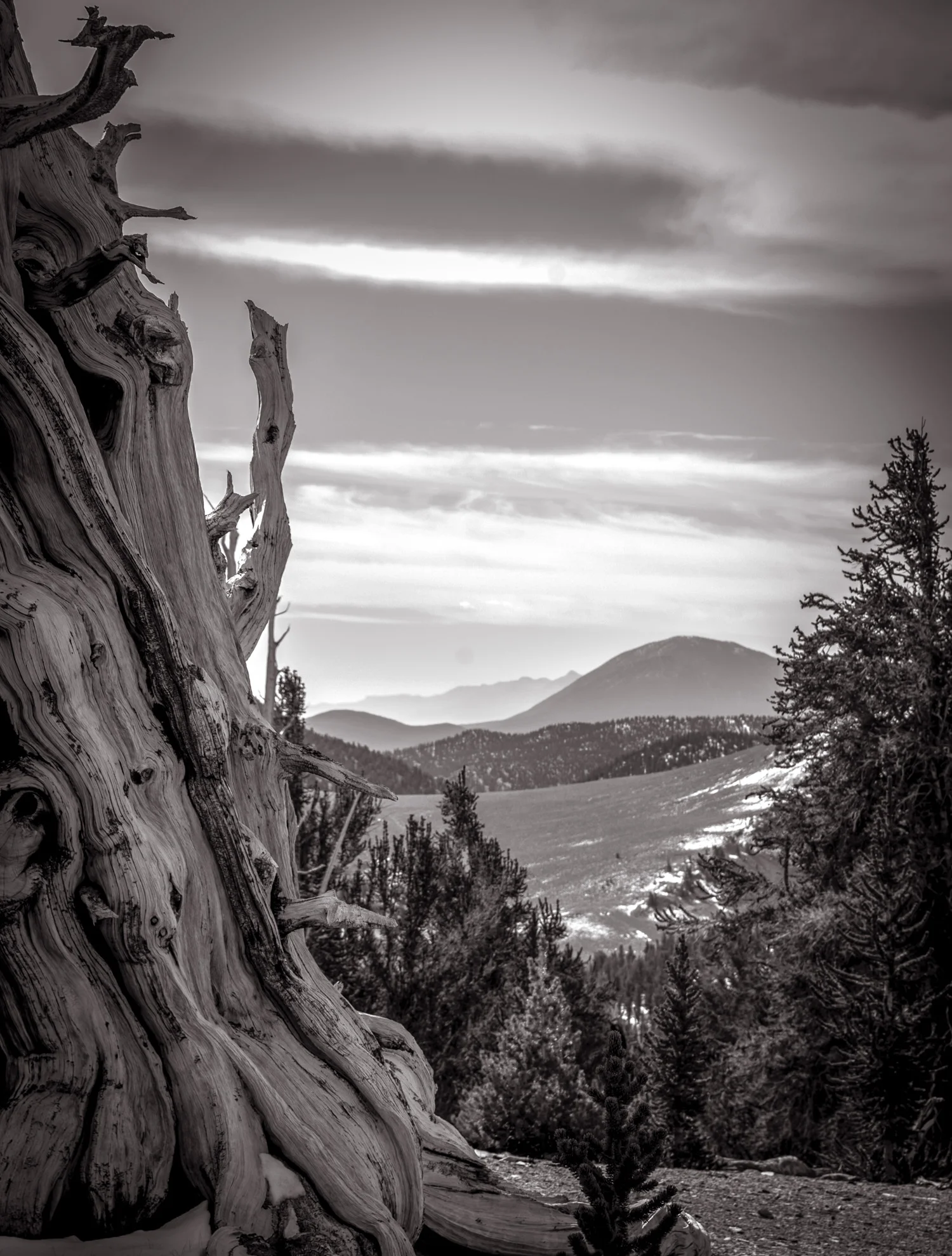 On Top of the World Bristlecone National Monument, CA