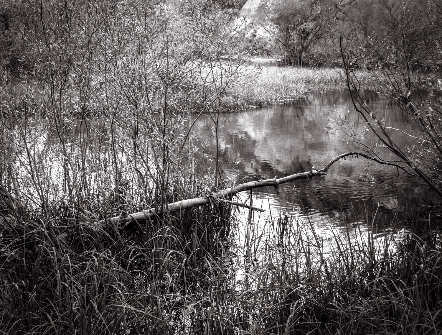 Pond Beyond Sabrina Lake, CA