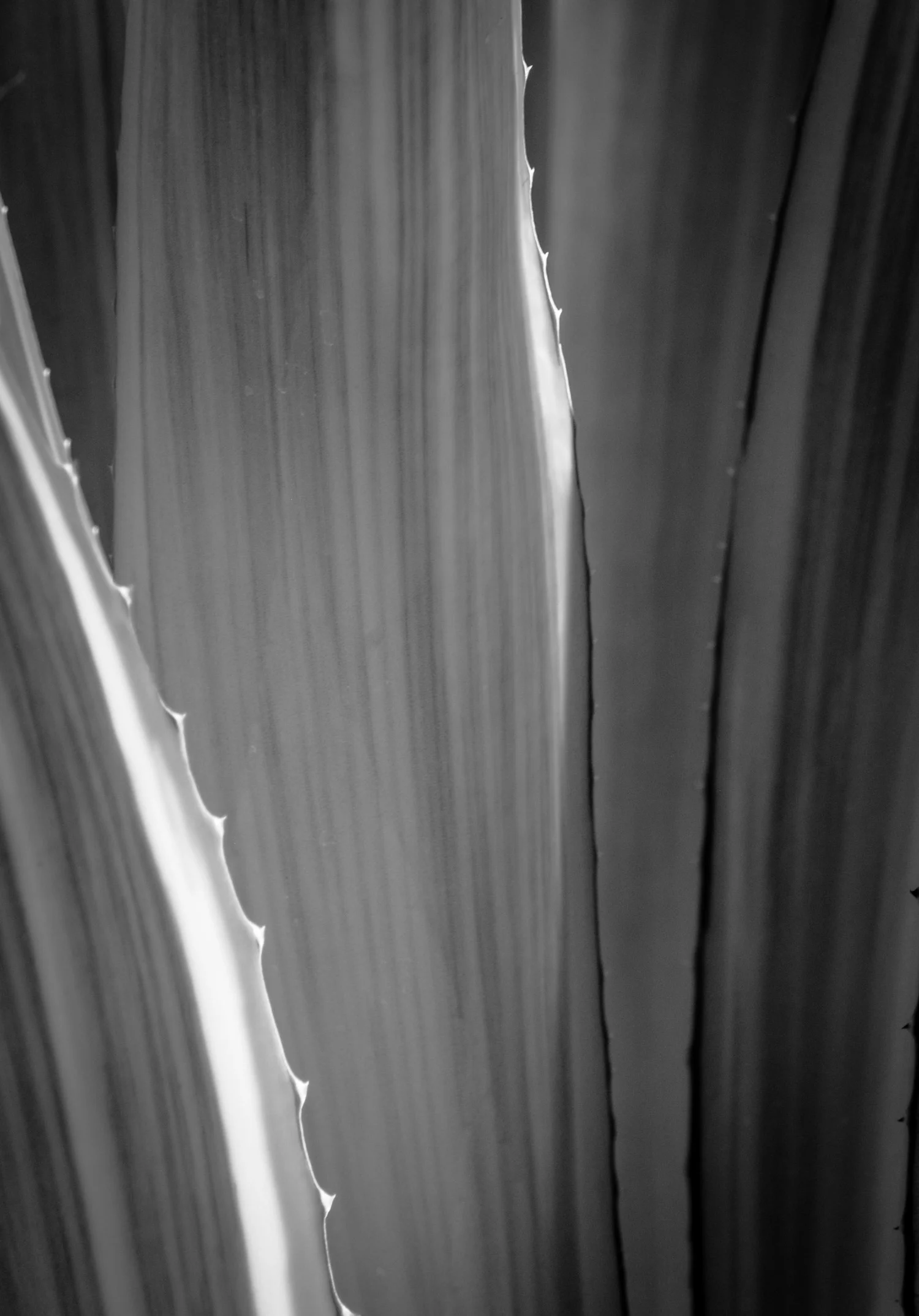 Agave Points Phoenix, AZ