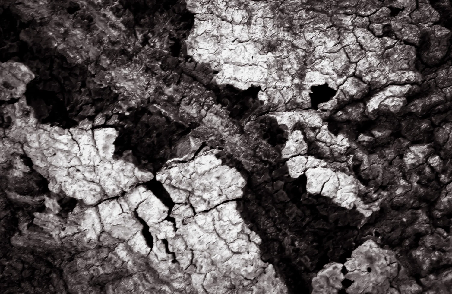 Bark Crust Santa Barbara, CA