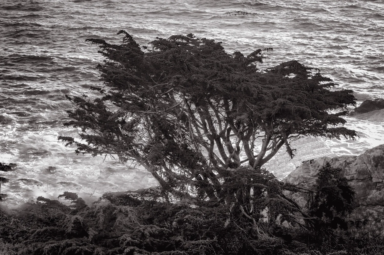 Rocky Point Tree California Coast