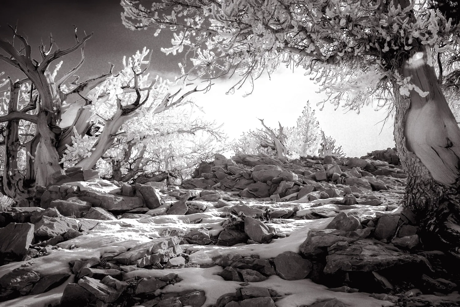 Snow in June Bristlecone National Monument, CA