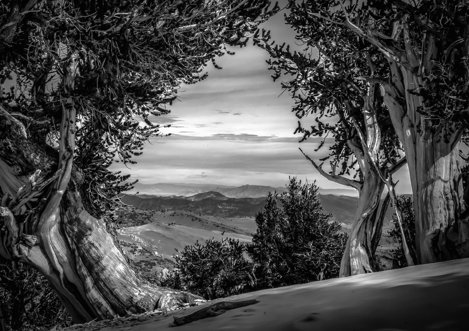 View from the Top   Bristlecone National Monument, CA