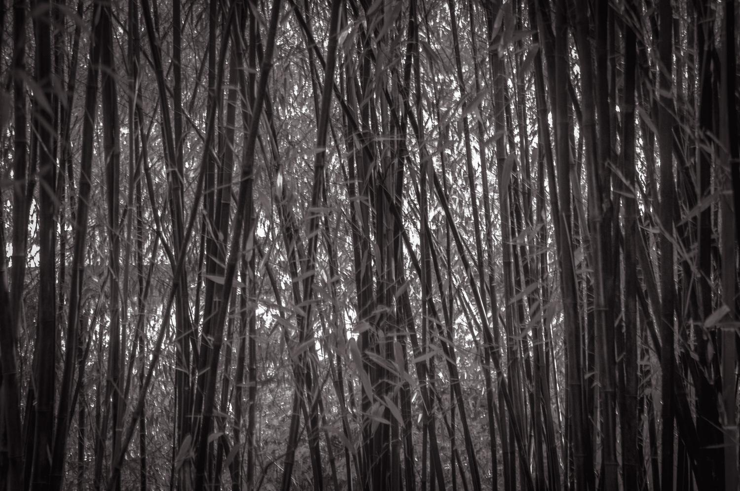 Bamboo Jungle   Victoria, BC