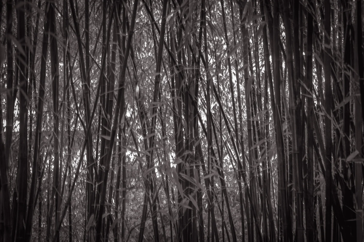 Bamboo Jungle Victoria, BC