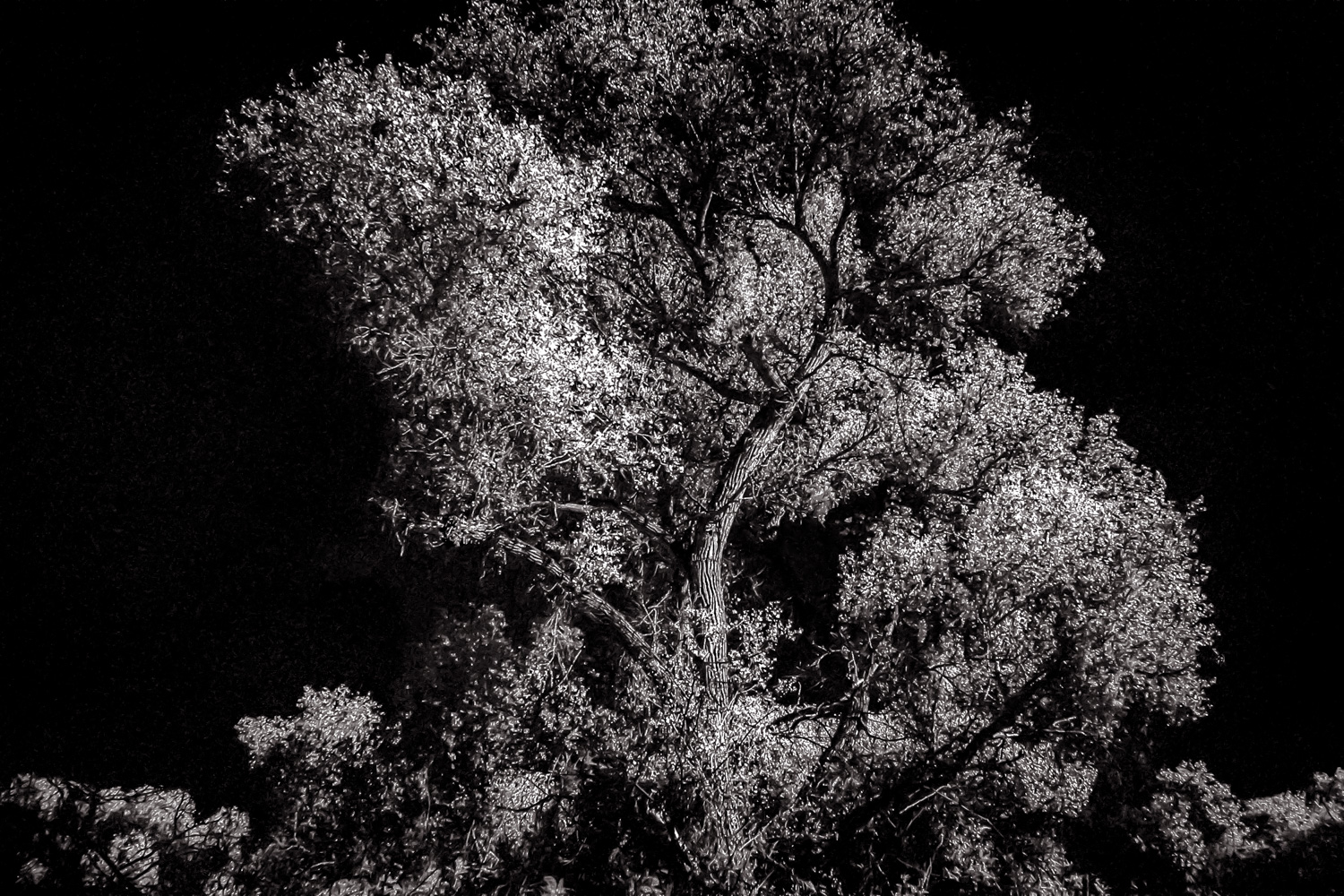 Tree Light   Hassayampa River Preserve, AZ