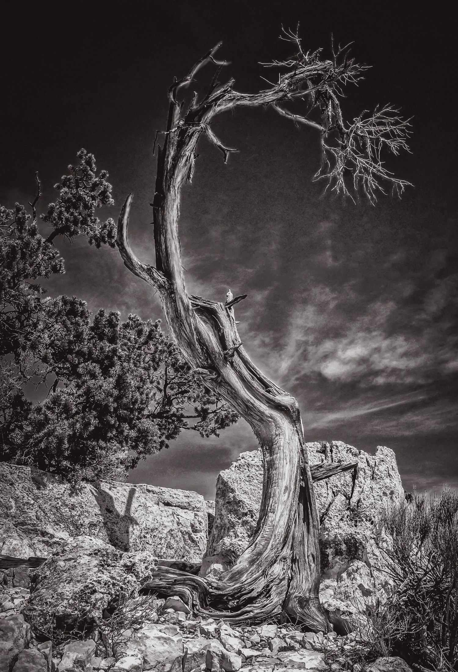 Graceful Curve Grand Canyon National Park, AZ
