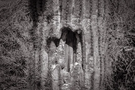 Sorry Saguaro Phoenix, AZ