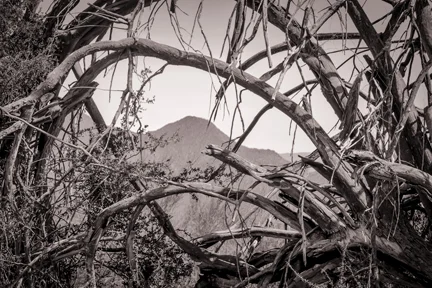 Old Junipers Saguaro Lake, AZ
