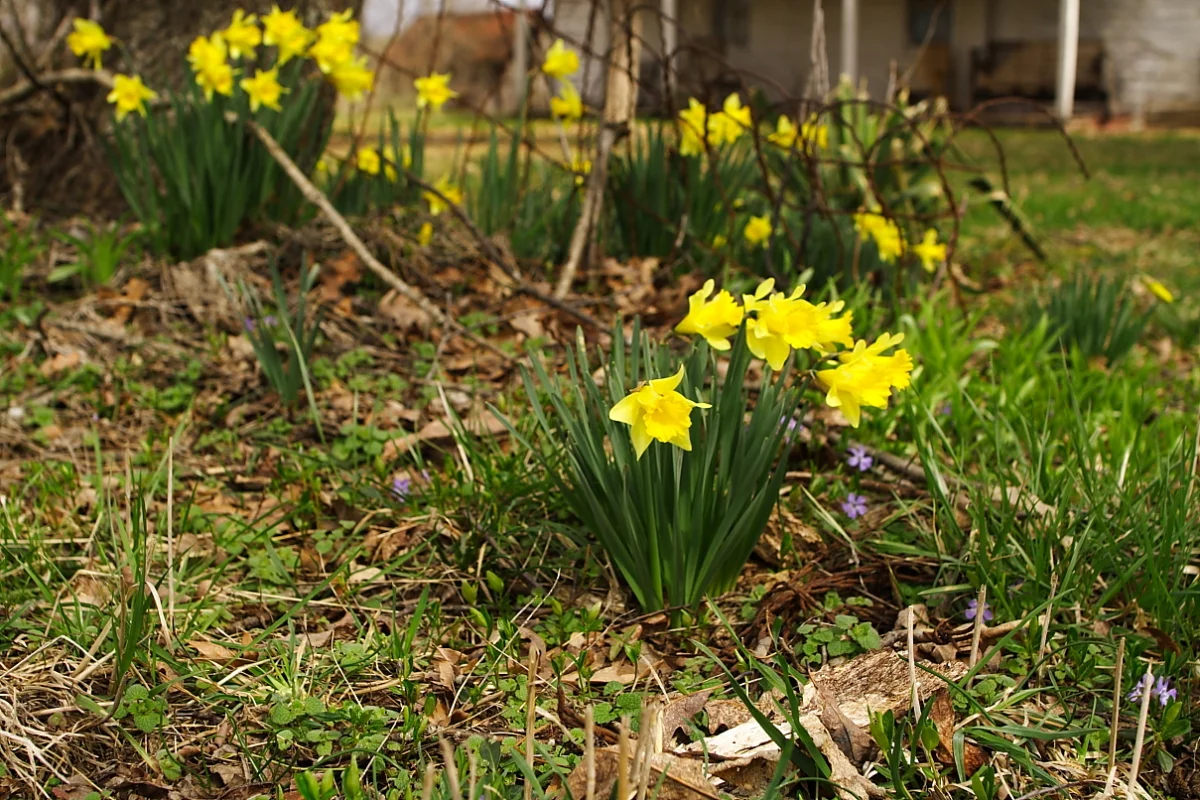 spring-daffodils-house-porch_Forest-Scene.jpg