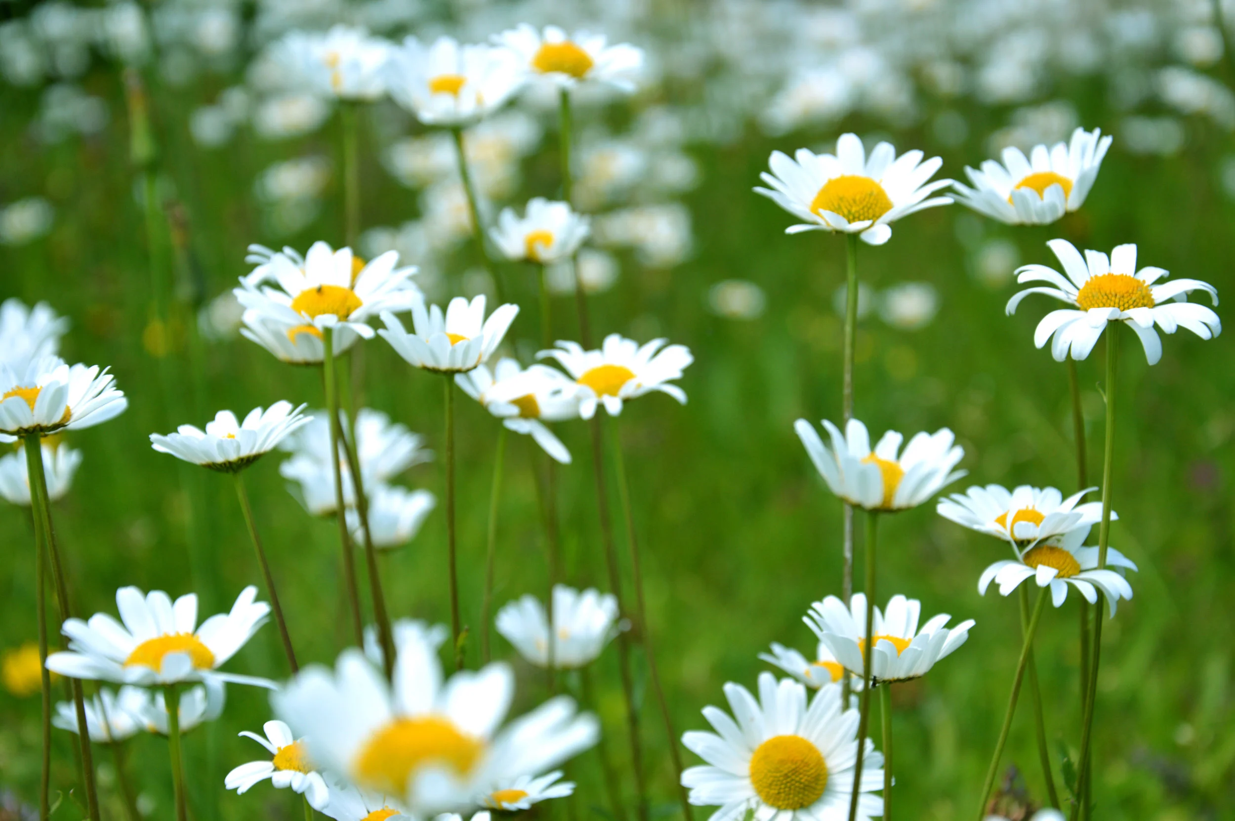 Daisy Drop