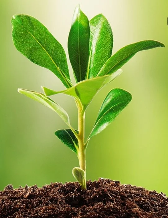 PLANT SWAP