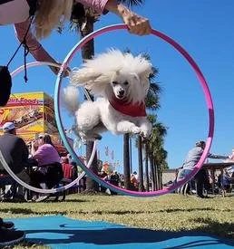 MICHELLE HARRELL'S MAGICAL POODLES