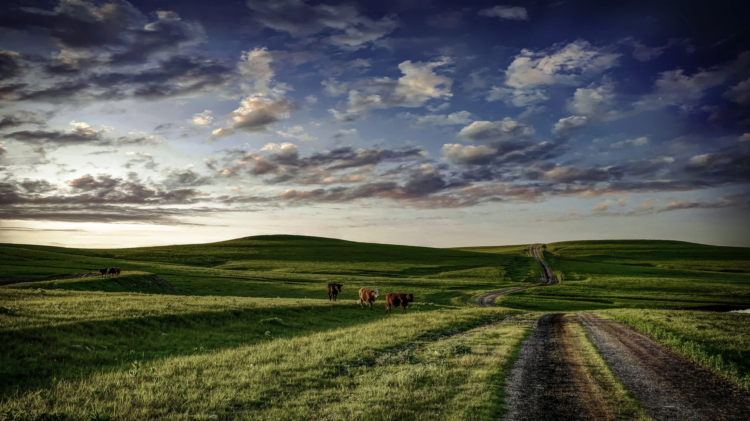 "Cows Come Home," by Carlton Heller