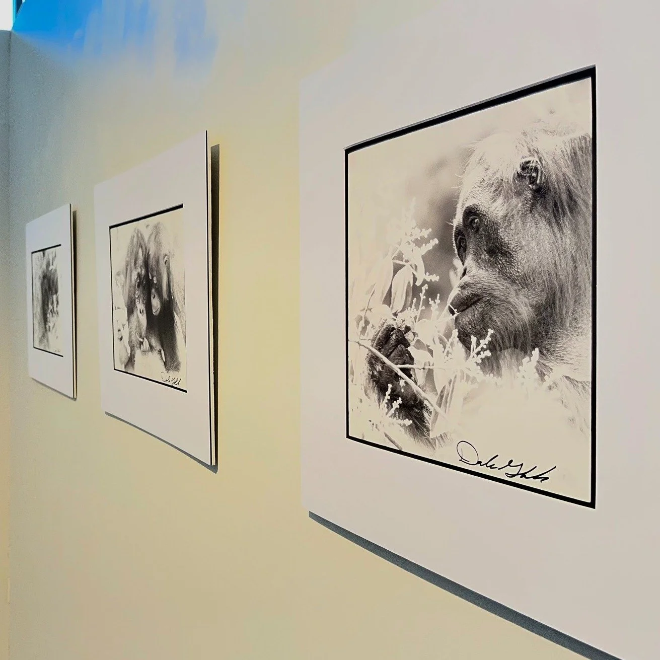 ✨ NEW ART EXHIBIT ✨

"Orang-Utan - Person of the Forest" by Dale Grosbach is now on display in the Hutchinson Art Center's Front Gallery!

This exhibition features intimate black-and-white images of Bornean Orang-utans in their native jungl