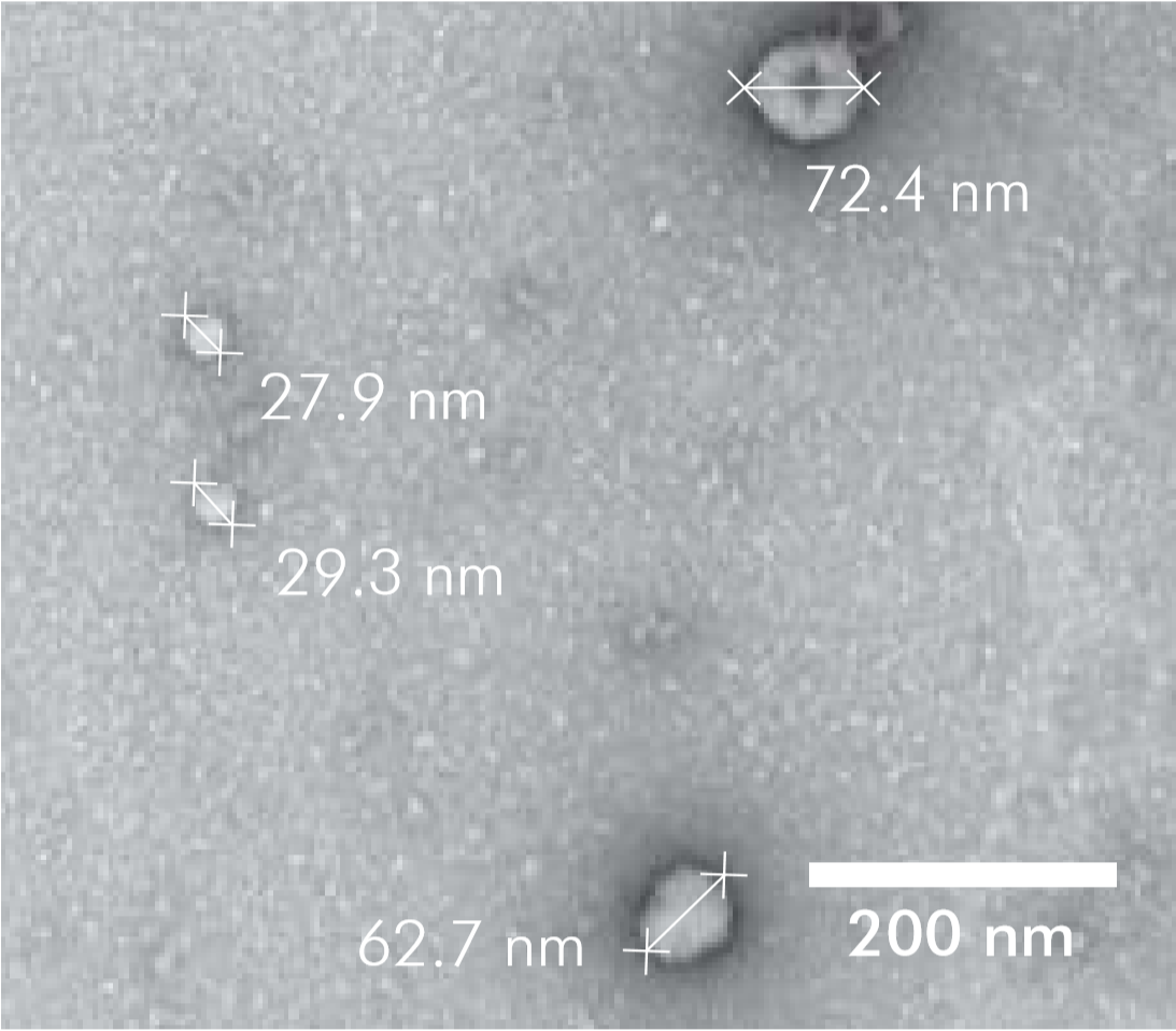 施胶液和其他细胞外囊泡