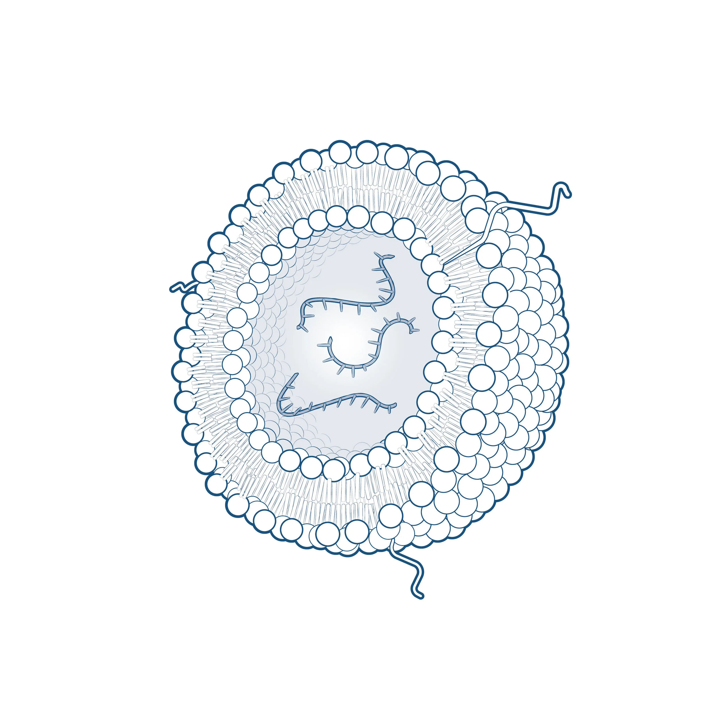 所有的细胞外囊泡:进化的定义