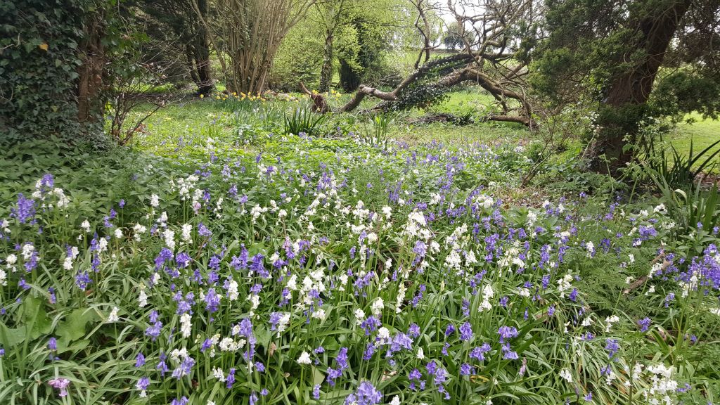 Bluebells