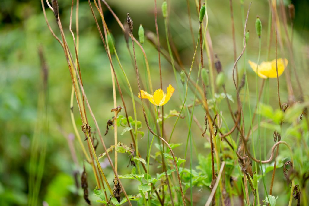 Wild flowers