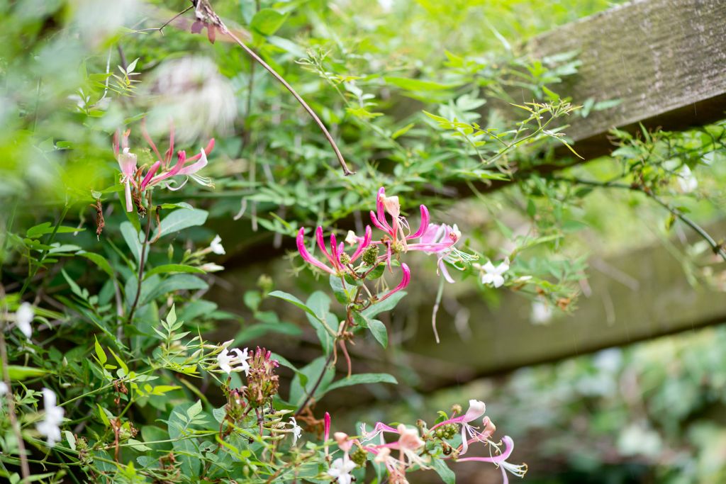 More flowers