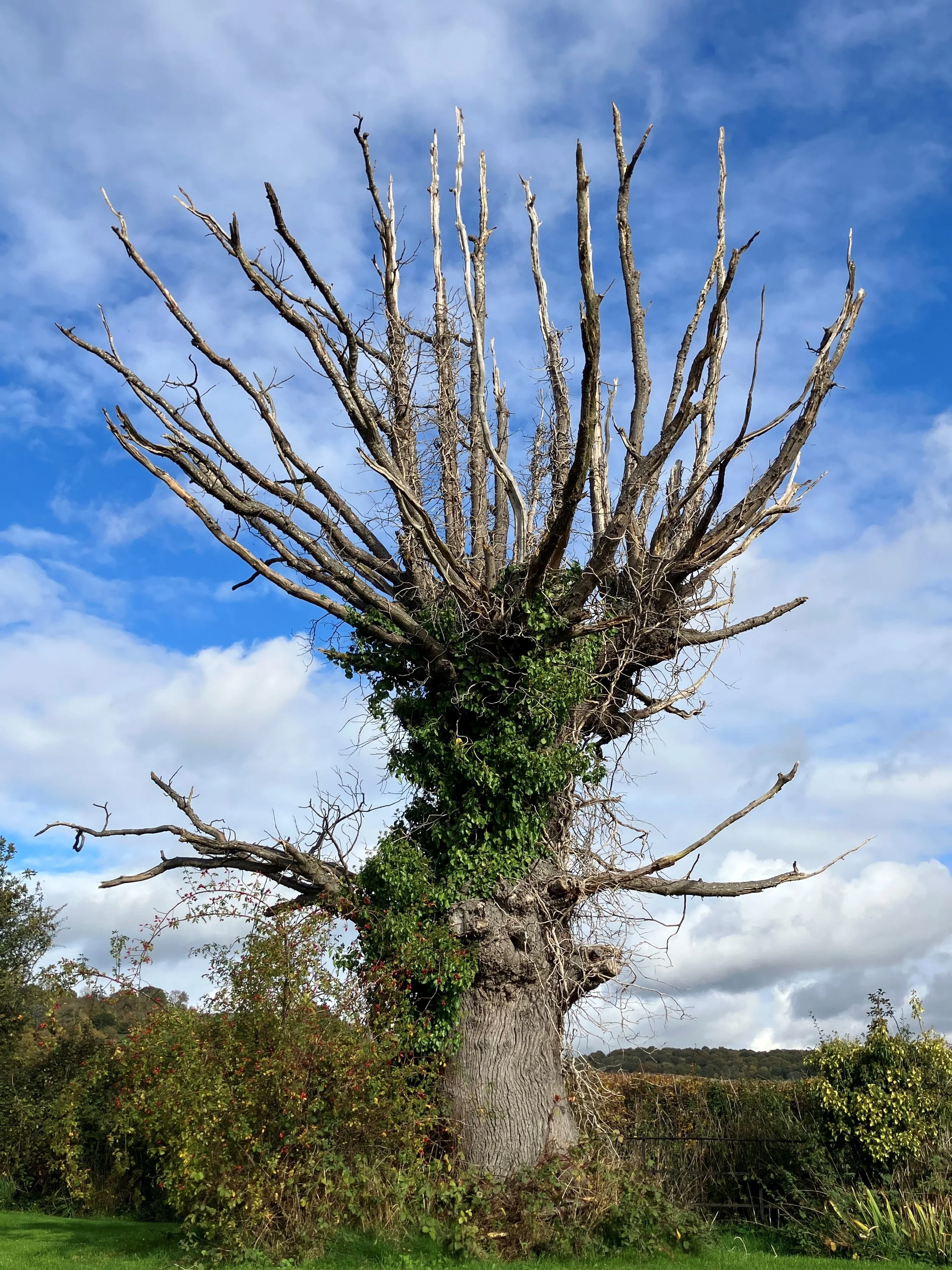 FS - Dead Tree.jpg