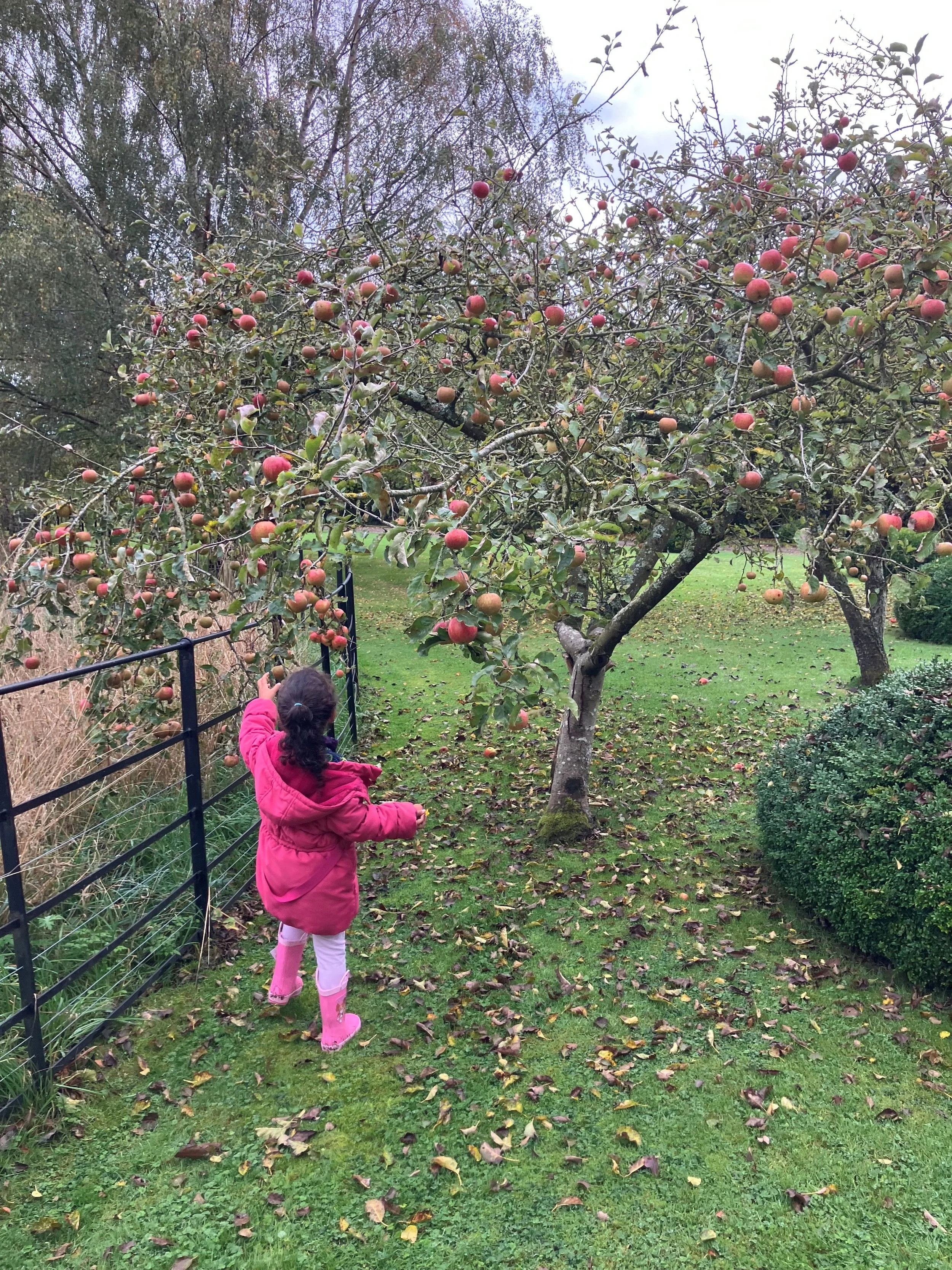 FS Harvesting Apples.jpg