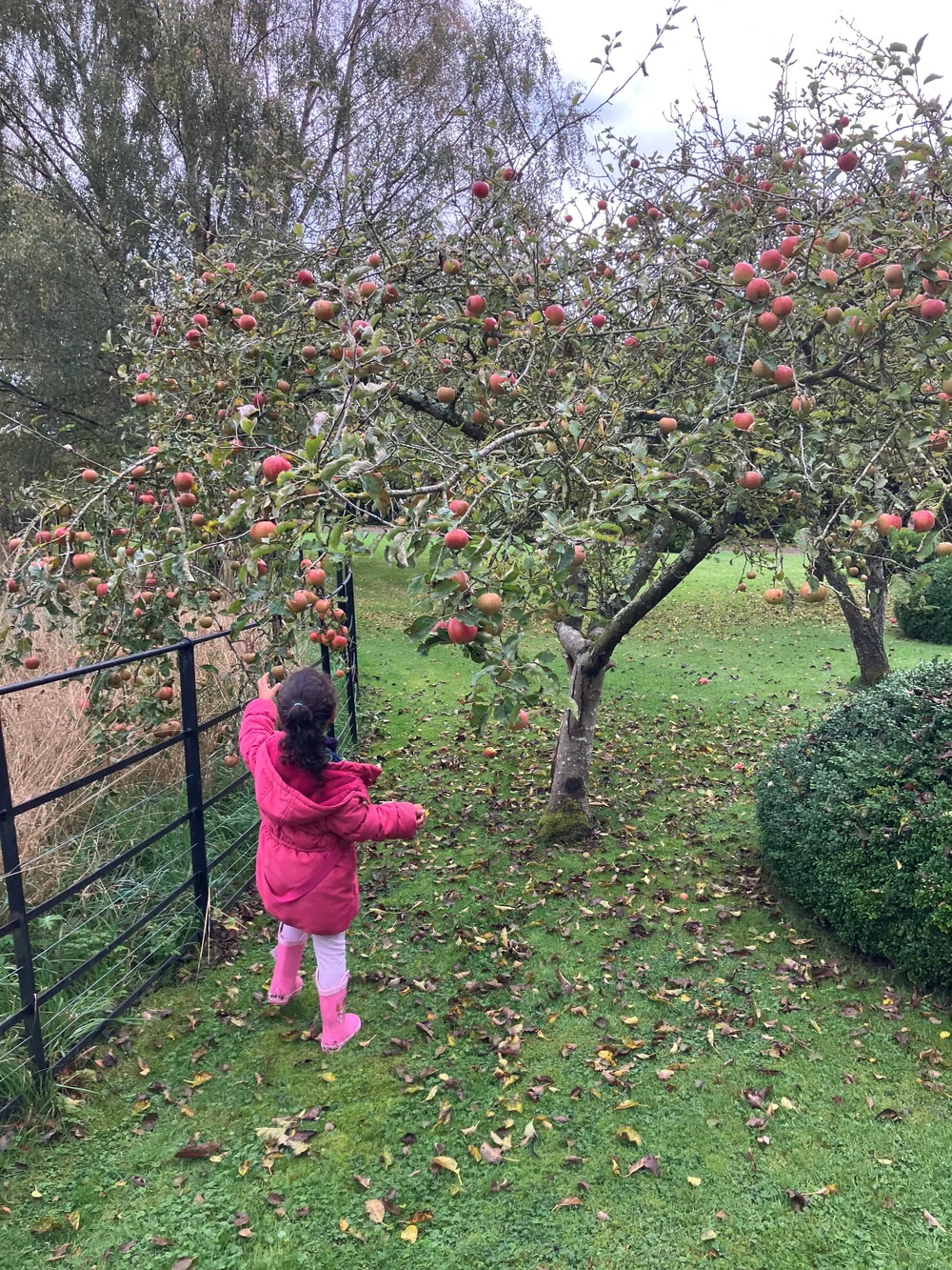 FS Harvesting Apples.jpg