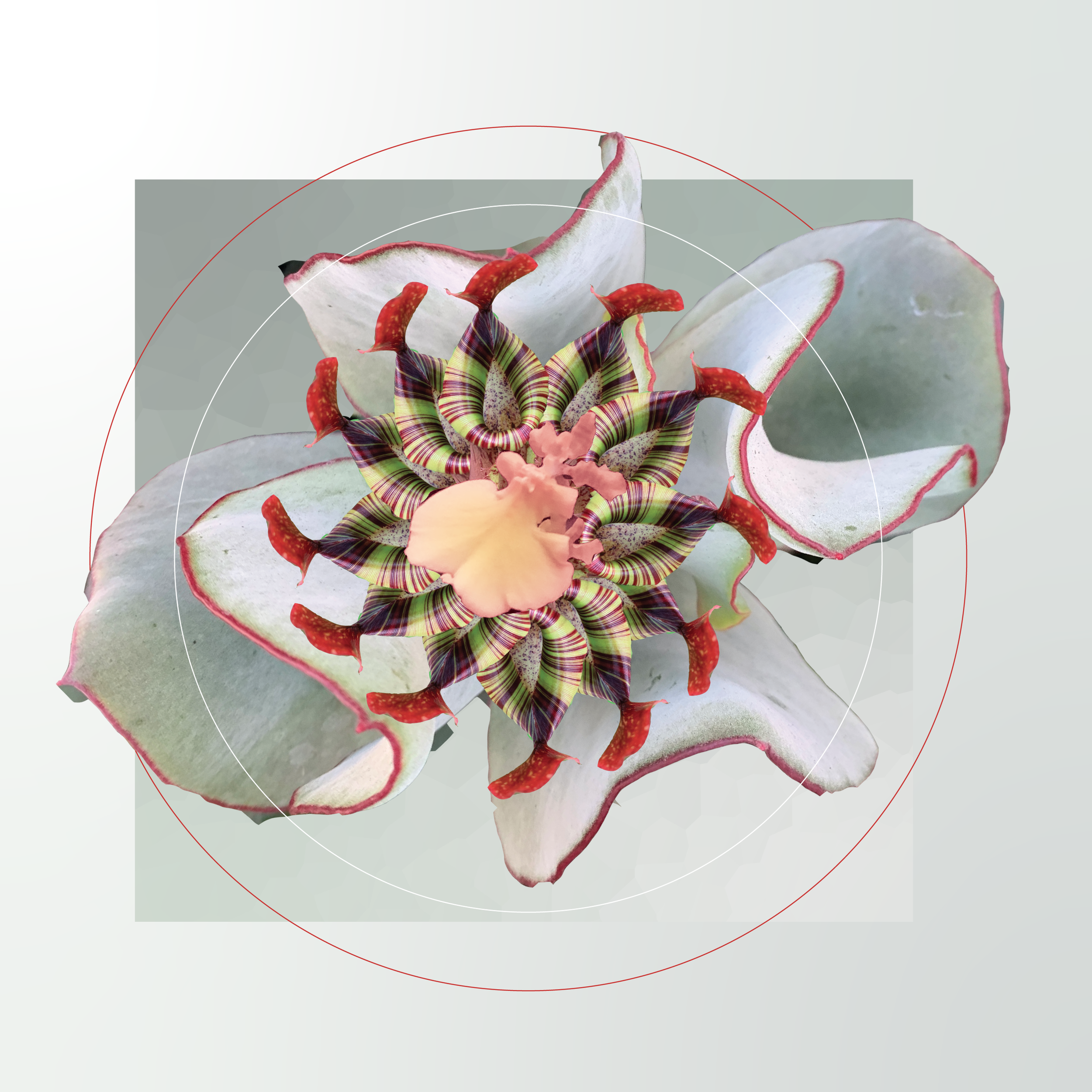 fleurhighresolution.png