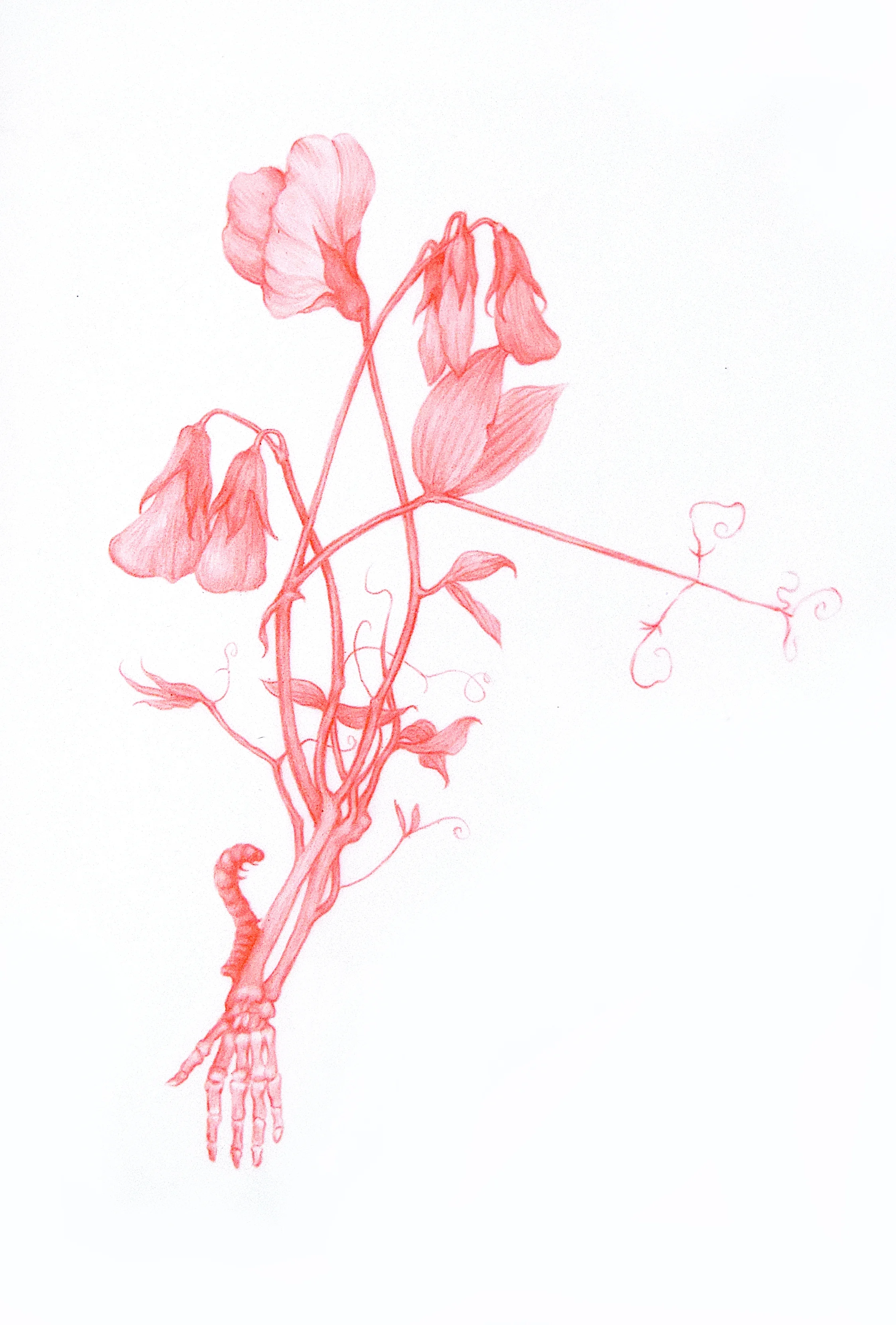 ZACHARI LOGAN Sweet Peas from Wildflowers Series 2018 Red pencil on mylar 4.5" x 7", Framed Estimated Value: $1200 The series of drawings that this work is a part of, the “Wildflower Series” represent an imagined encroachment on the body, a regrowth or overgrowth if you will. These symbolize a state of embodied desire, while reflecting the reality of human dependence on plant life, often in the form of human limb(s) representing portions of stems, root-systems or feature of a flower such as stamen or pedals, reflecting the reality of human dependence on plant life.”
