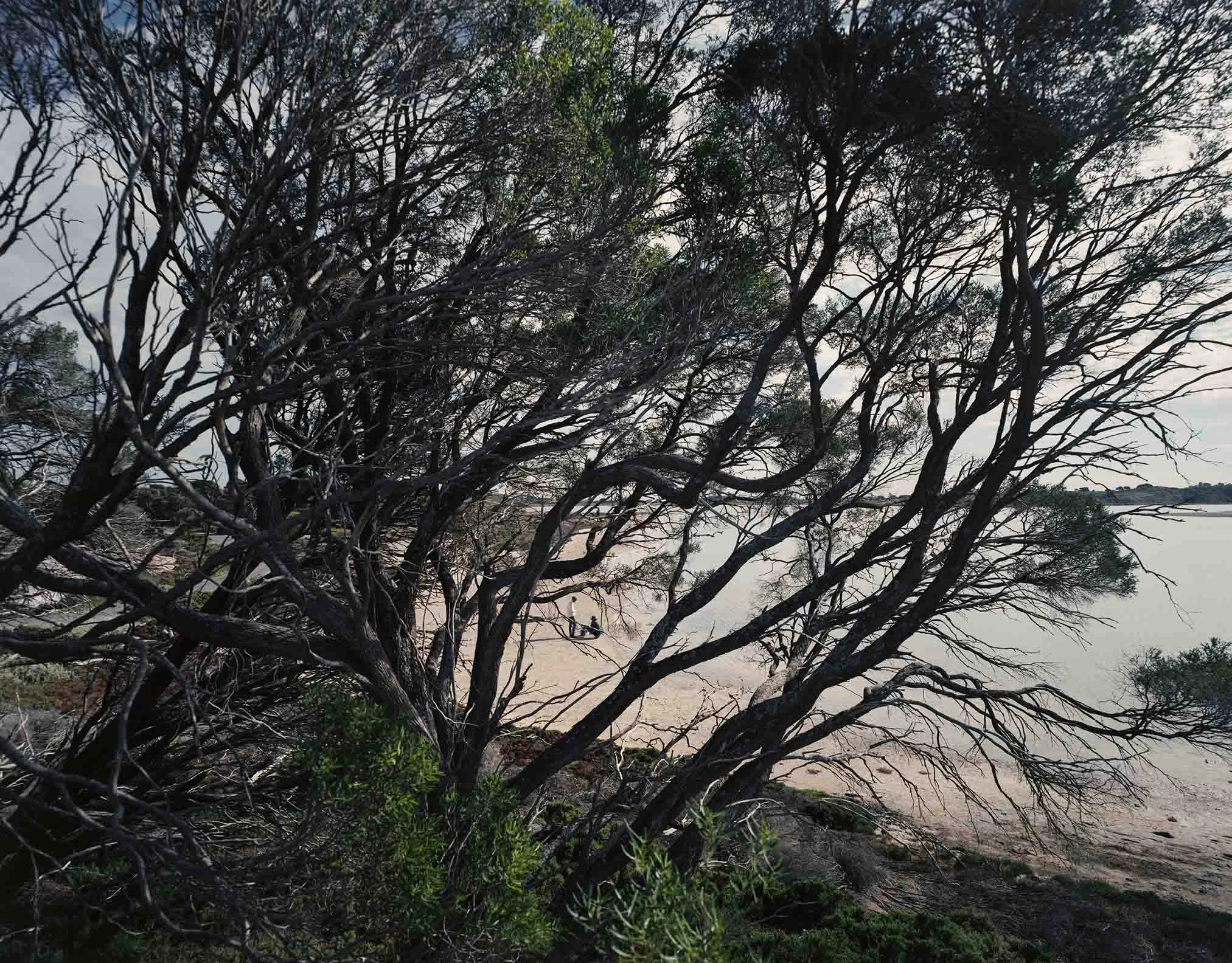 Rottnest -  Field Research - field tree.jpg