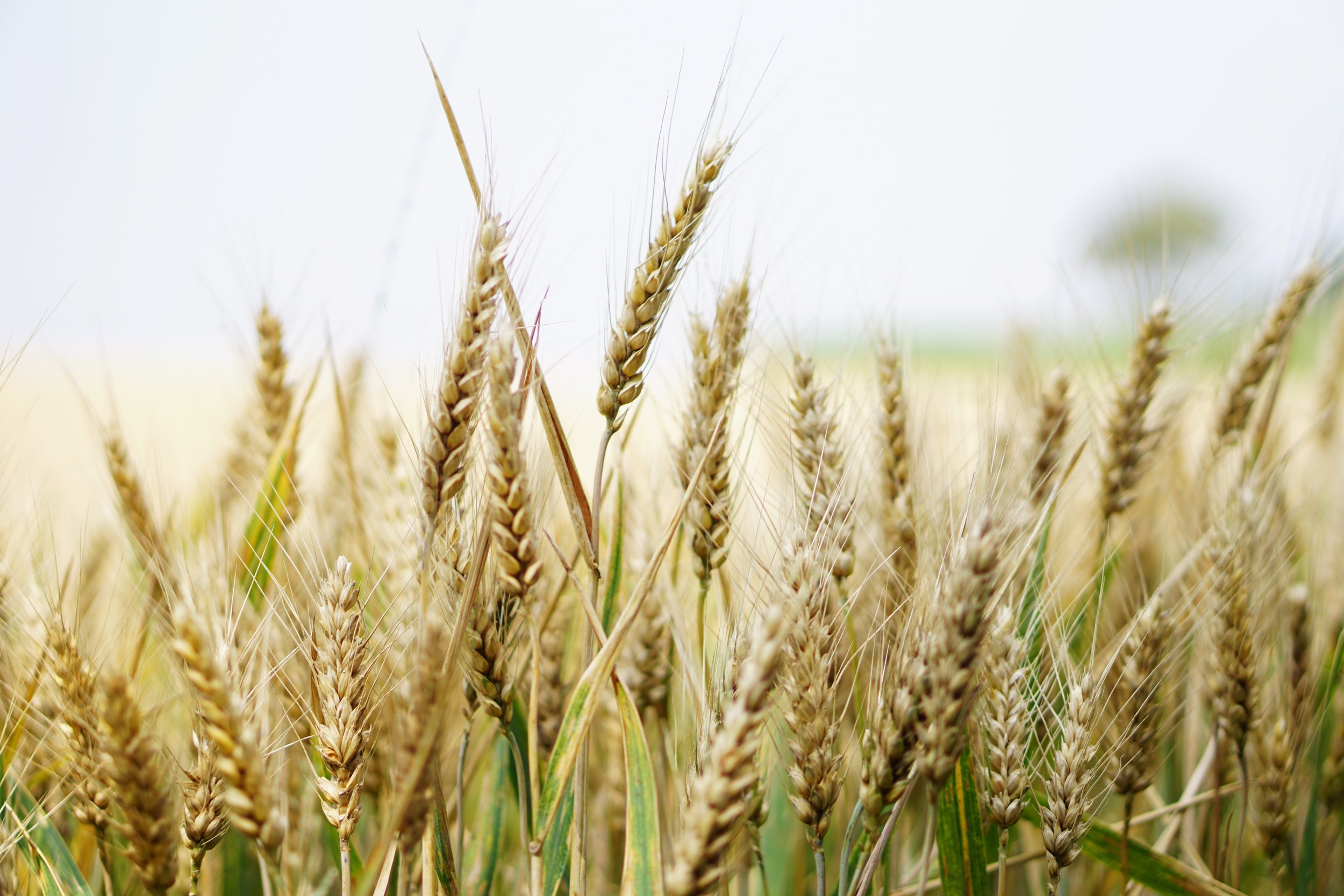 barley.jpeg