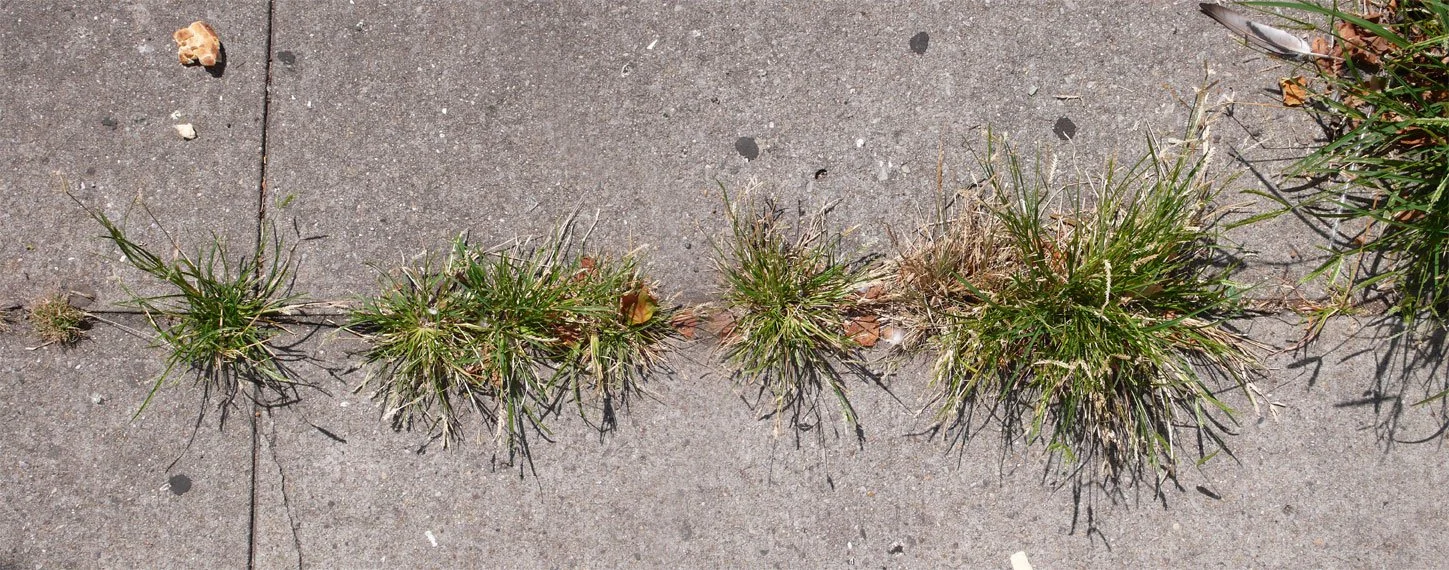 28th_st_sidewalk_rev.jpg